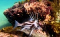 Yellowspotted Boarfish in Encounter Marine Park Royalty Free Stock Photo