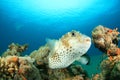 Yellowspotted Burrfish Royalty Free Stock Photo