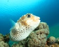 Yellowspotted Burrfish Royalty Free Stock Photo