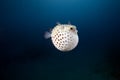 Yellowspotted burrfish and ocean Royalty Free Stock Photo