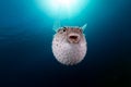 Yellowspotted burrfish using its defense system.