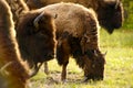 Yellowstone American Bison Royalty Free Stock Photo