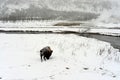 Yellowstone American Bison Bull