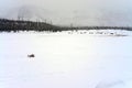 Yellowstone American Bison Herd Royalty Free Stock Photo