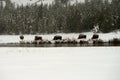 Yellowstone American Bison Herd Royalty Free Stock Photo