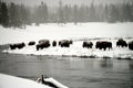 Yellowstone American Bison Herd Royalty Free Stock Photo