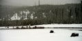 Yellowstone American Bison Herd Royalty Free Stock Photo