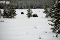 Yellowstone American Bison Herd Royalty Free Stock Photo