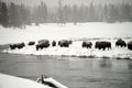 Yellowstone American Bison Herd Royalty Free Stock Photo