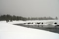 Yellowstone American Bison Herd Royalty Free Stock Photo