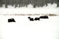 Yellowstone American Bison Herd Royalty Free Stock Photo