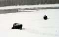 Yellowstone American Bison Herd Royalty Free Stock Photo