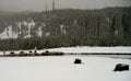 Yellowstone American Bison Herd Royalty Free Stock Photo