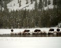 Yellowstone American Bison Herd Royalty Free Stock Photo