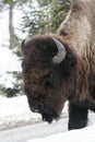 Yellowstone Bison Royalty Free Stock Photo