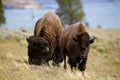 Yellowstone Bison buffalo in meadow