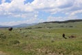 Yellowstone bison