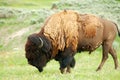 Yellowstone bison and bird Royalty Free Stock Photo