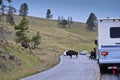 Yellowstone Bison crossing the road