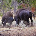 Yellowstone Bison buffalo wildlife fighting Royalty Free Stock Photo