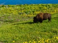 Yellowstone bison grazing on a meadow