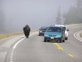 Yellowstone bison is quite comfortable sharing the road with cars