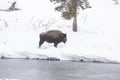 Yellowstone Bison in Winter on the banks of the Madison River Royalty Free Stock Photo