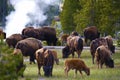 Yellowstone Bisons