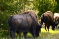 Yellowstone Bisons Royalty Free Stock Photo
