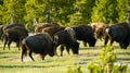Yellowstone Bisons Royalty Free Stock Photo