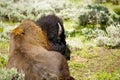 Yellowstone Buffalo Royalty Free Stock Photo