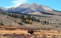 Yellowstone Buffalo Royalty Free Stock Photo