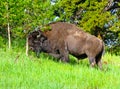 Yellowstone Buffalo Royalty Free Stock Photo