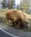 Yellowstone Buffalo Royalty Free Stock Photo