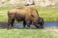 Yellowstone Buffalo Royalty Free Stock Photo