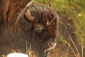 Yellowstone Buffalo in the Snow Royalty Free Stock Photo