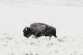 Yellowstone Buffalo wildlife mammal black and white side view Royalty Free Stock Photo