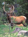 A Yellowstone Bull Elk in velvet