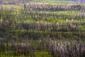 Yellowstone Burn Scar