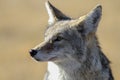 Yellowstone Coyote Royalty Free Stock Photo