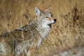 Yellowstone Coyote Royalty Free Stock Photo