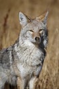 Yellowstone Coyote Royalty Free Stock Photo