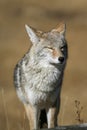 Yellowstone Coyote Royalty Free Stock Photo