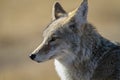 Yellowstone Coyote Royalty Free Stock Photo