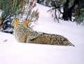 Yellowstone Coyote in Winter Royalty Free Stock Photo