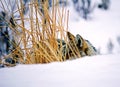 Yellowstone Coyote in Winter Royalty Free Stock Photo