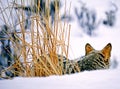 Yellowstone Coyote in Winter Royalty Free Stock Photo