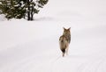 Yellowstone Coyote in Winter Royalty Free Stock Photo
