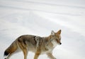 Yellowstone Coyote in Winter Royalty Free Stock Photo