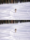 Yellowstone Coyote in Winter Royalty Free Stock Photo